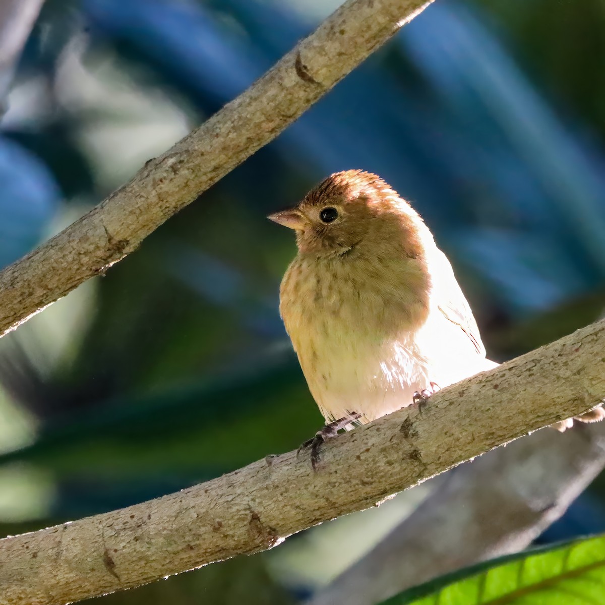 indigospurv - ML644603290