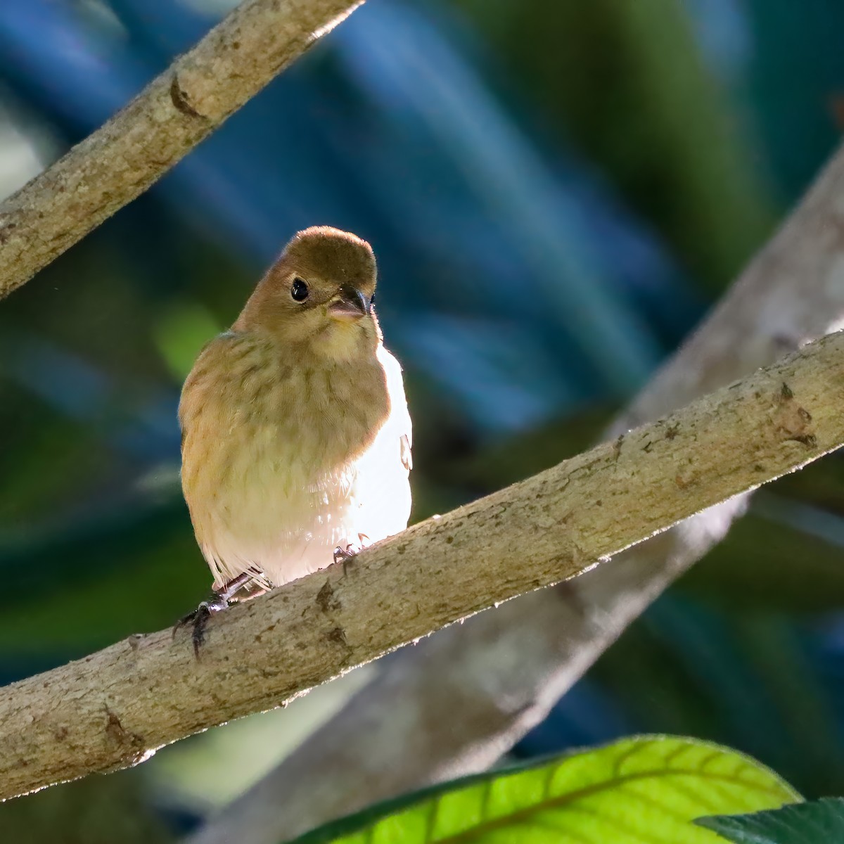 indigospurv - ML644603291