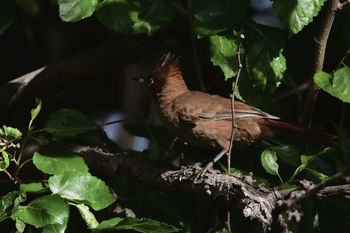 Brown Cacholote - ML644603294