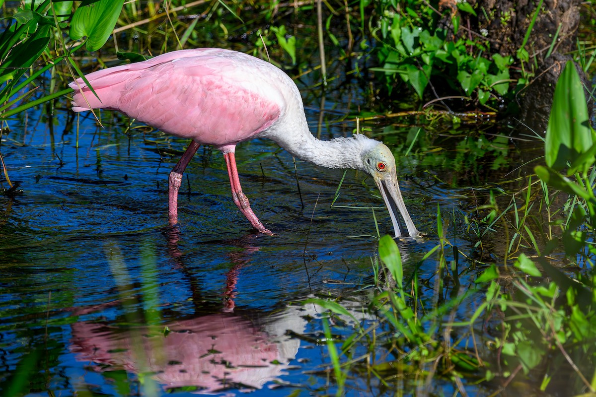 kolpík růžový - ML644603295