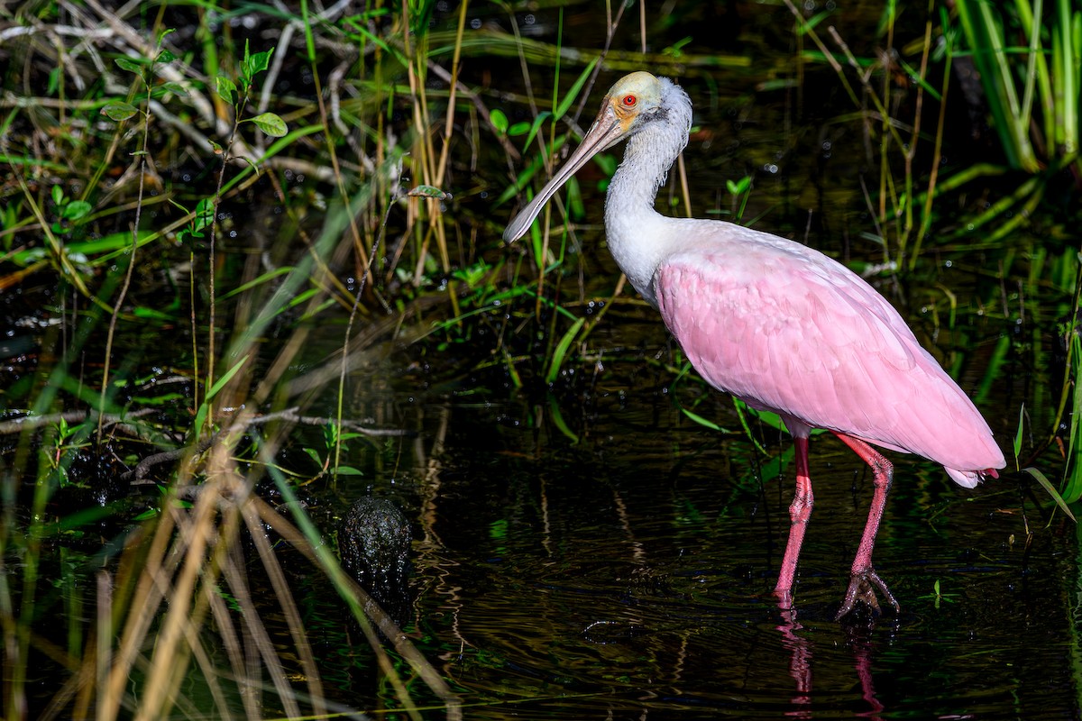 kolpík růžový - ML644603296