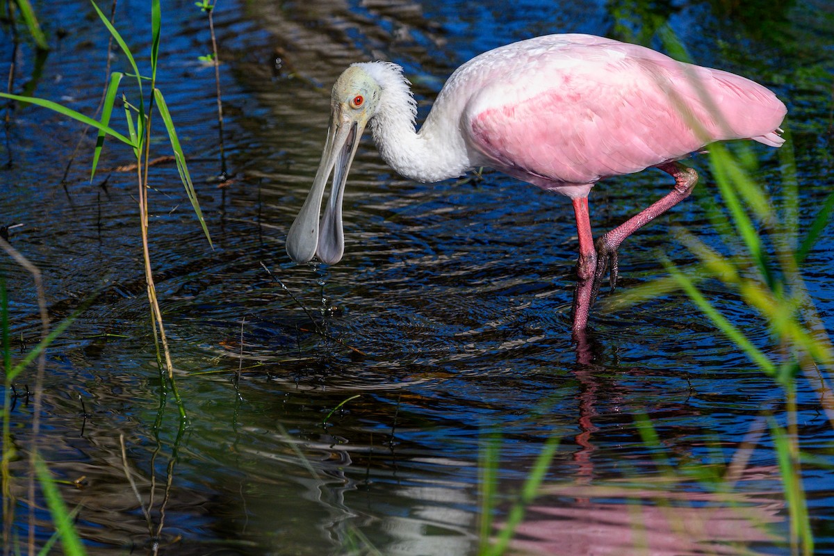 kolpík růžový - ML644603297