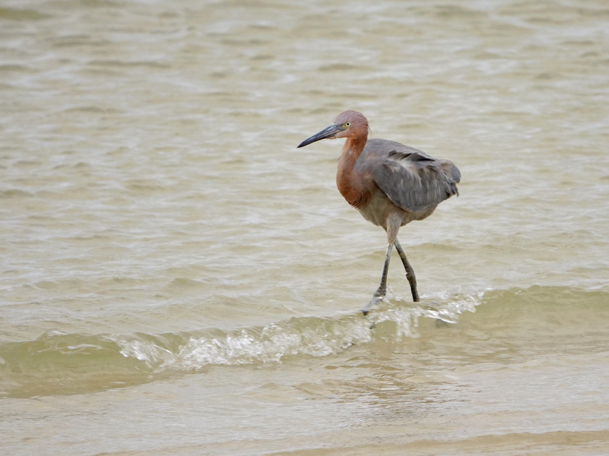 Reddish Egret - ML644603301