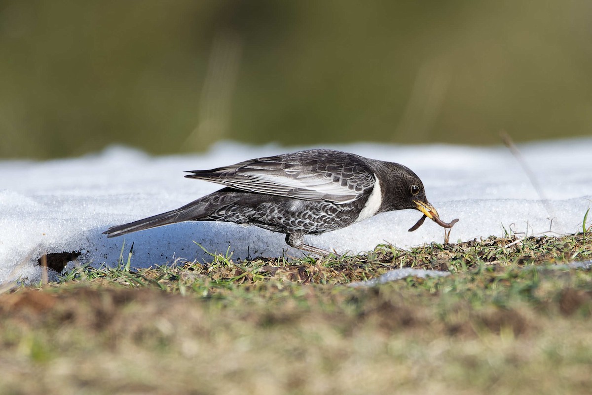 Дрізд гірський - ML644603308