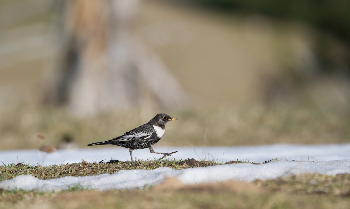 Дрізд гірський - ML644603312