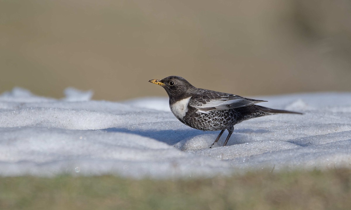 Дрізд гірський - ML644603314