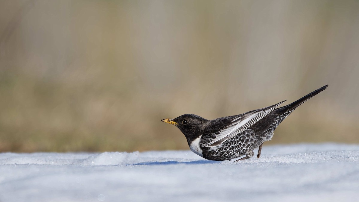 Дрізд гірський - ML644603317