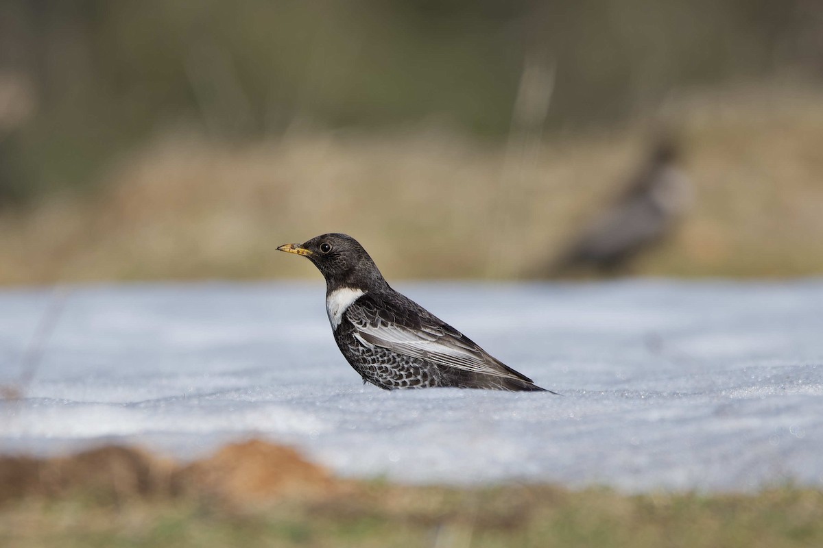 Дрізд гірський - ML644603319