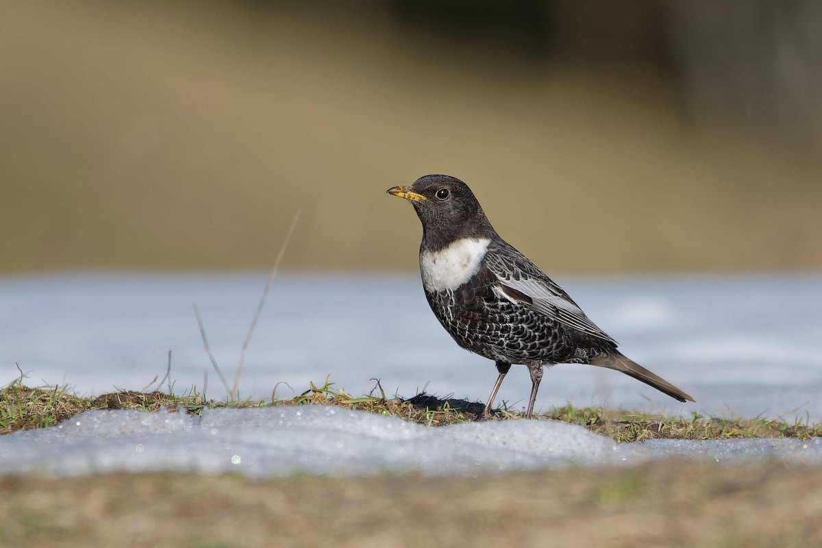 Дрізд гірський - ML644603322