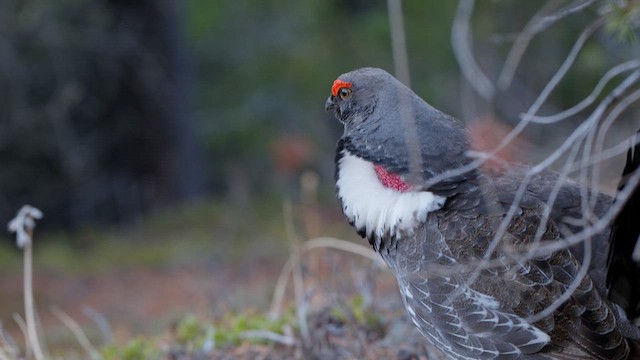 Gallo Oscuro - ML644603333