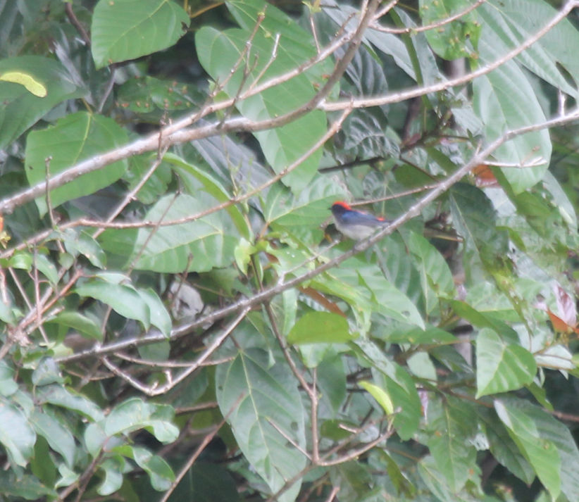 rødryggblomsterfugl - ML644603334