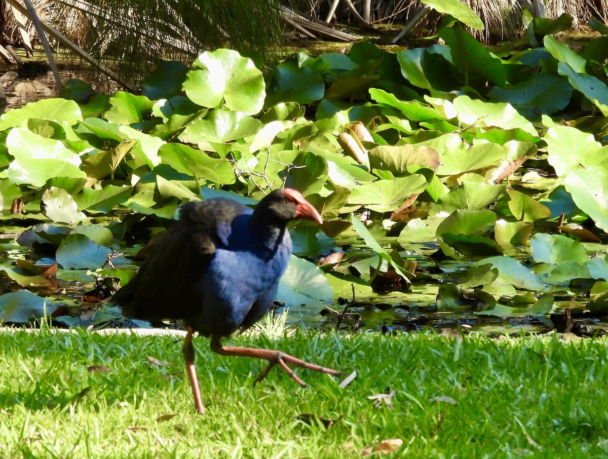 Australasian Swamphen - ML644603338