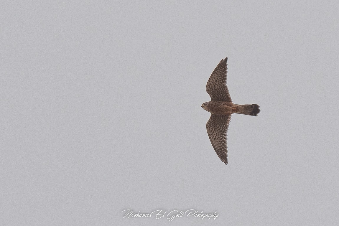 dřemlík tundrový - ML644603339