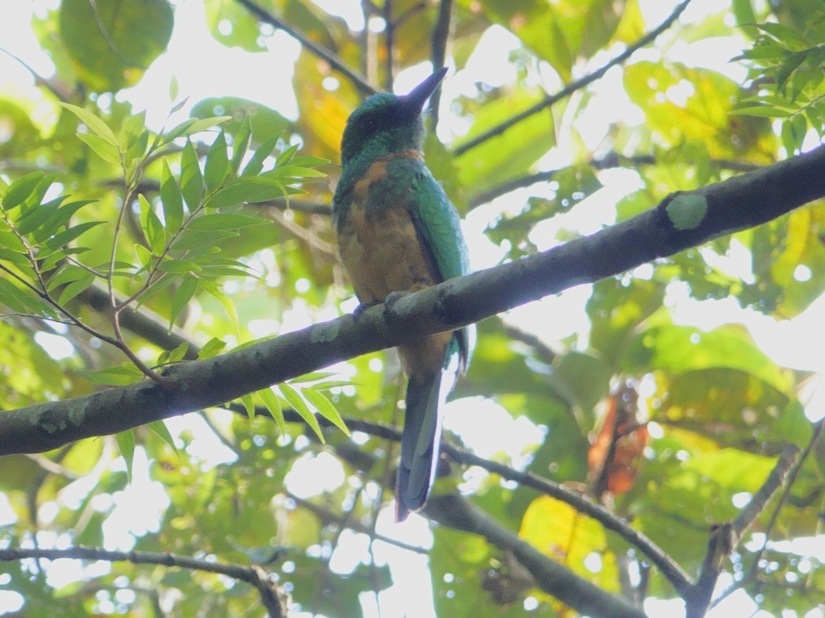 Great Jacamar - ML644603355