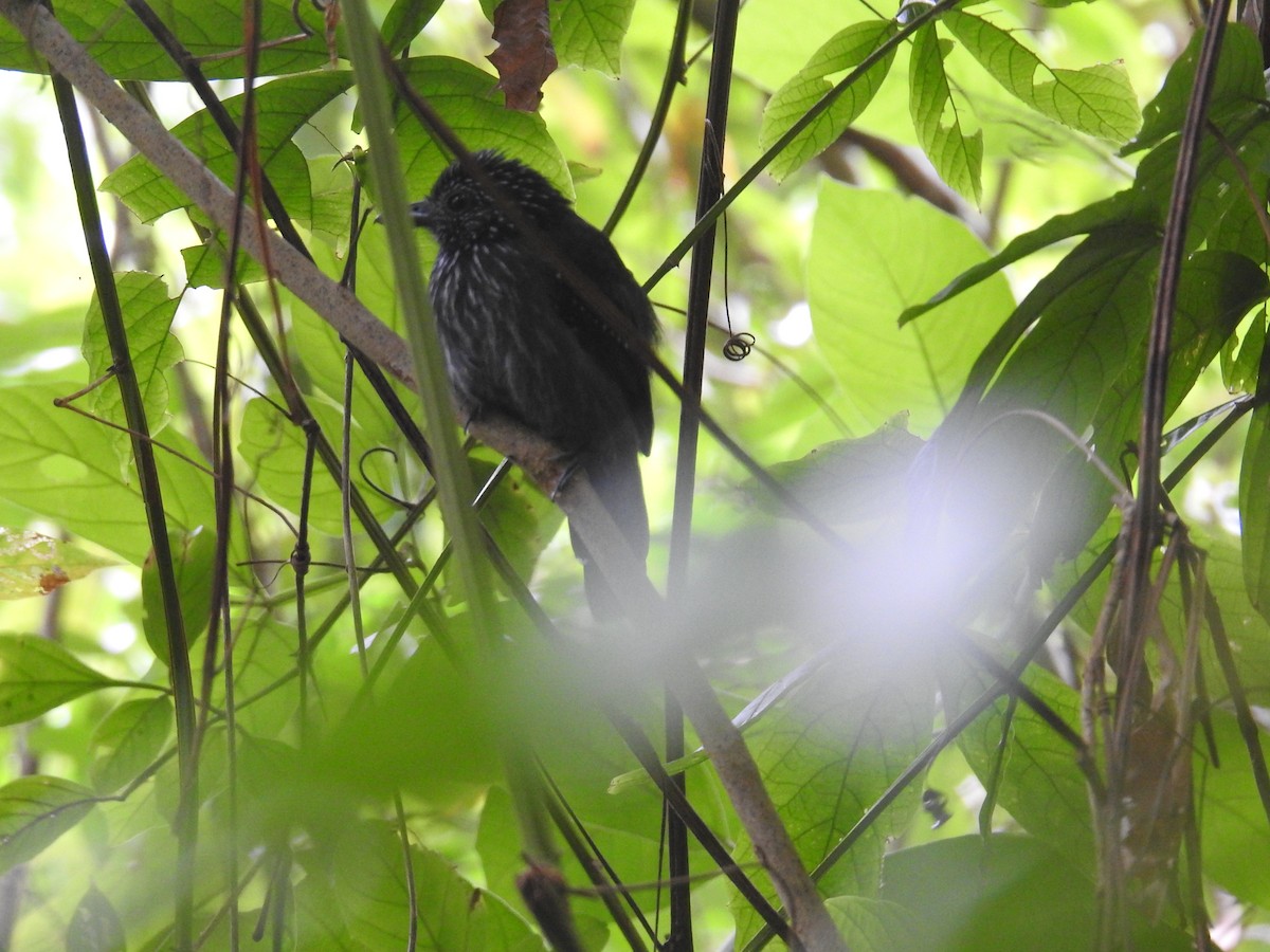 Black-hooded Antshrike - ML644603366