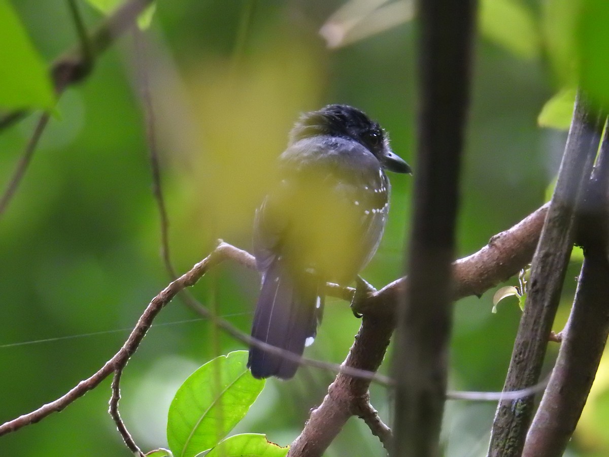 Black-hooded Antshrike - ML644603367