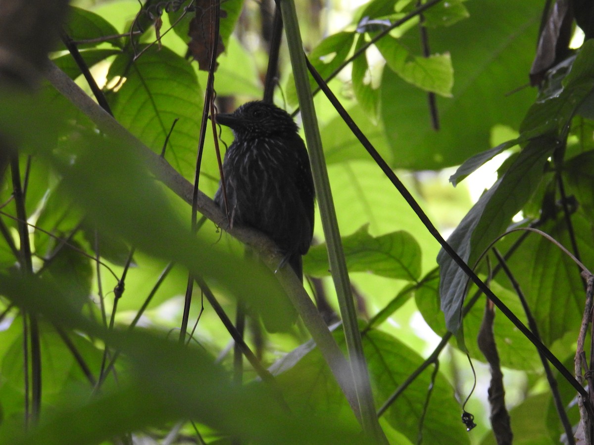 Black-hooded Antshrike - ML644603368