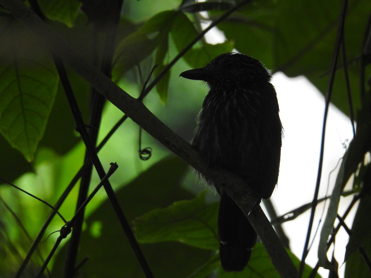 Black-hooded Antshrike - ML644603369