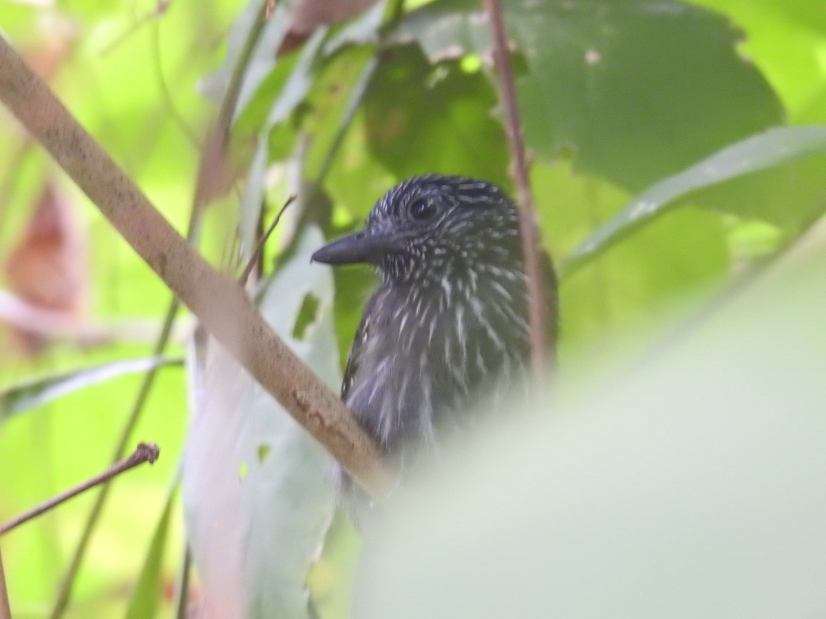 Black-hooded Antshrike - ML644603371