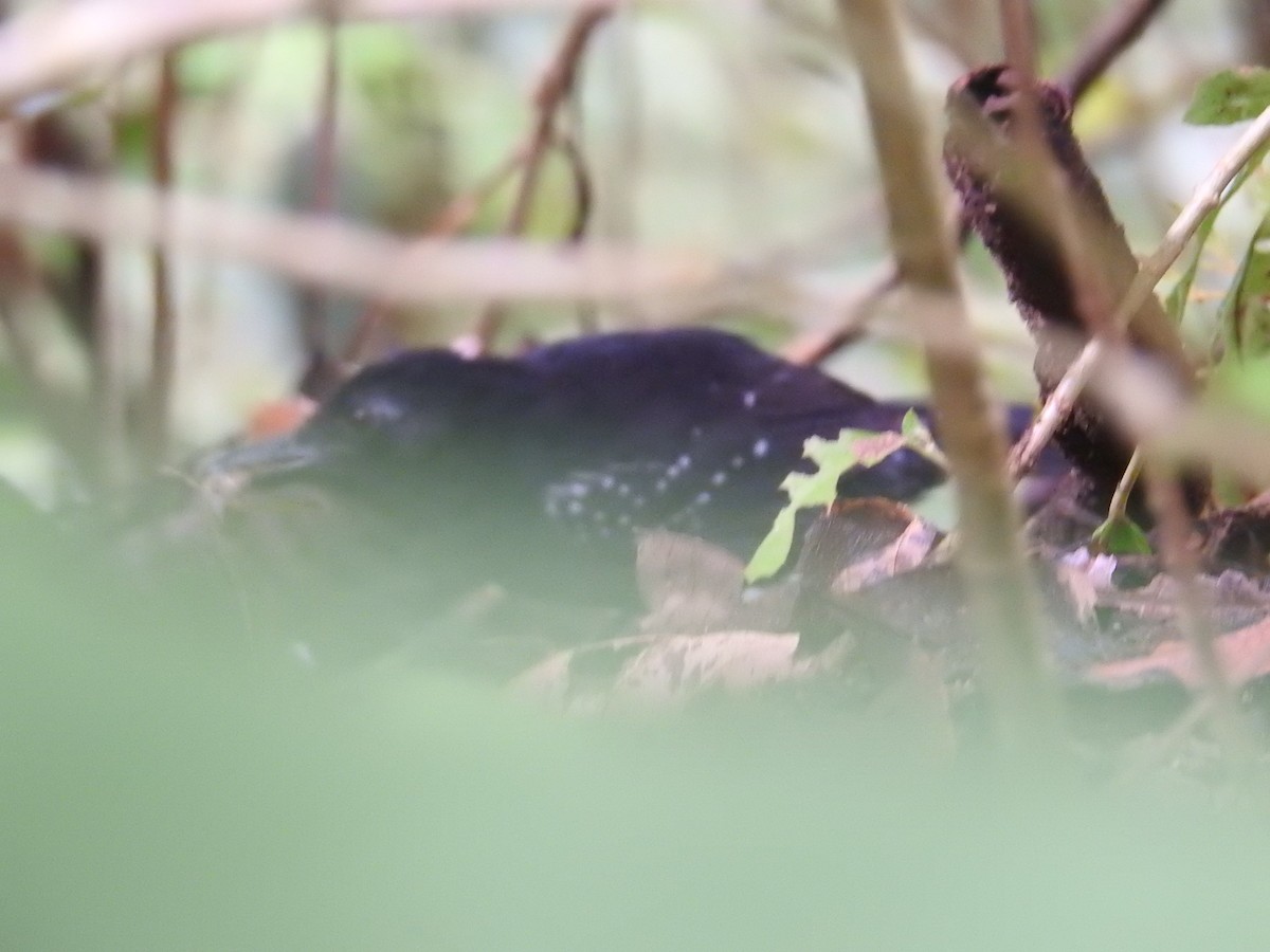 Black-hooded Antshrike - ML644603372