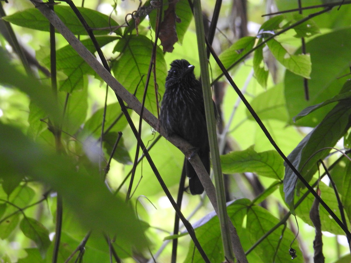 Black-hooded Antshrike - ML644603374