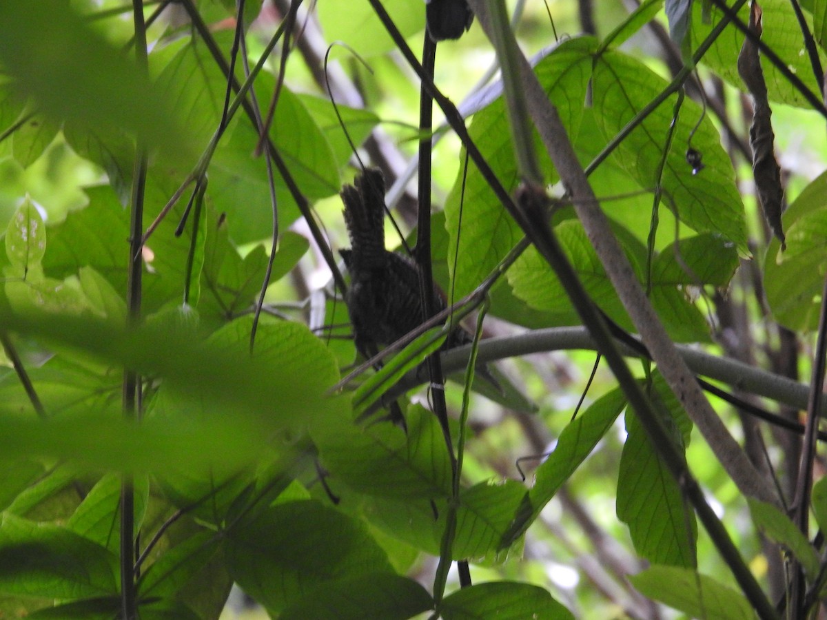 Black-hooded Antshrike - ML644603375