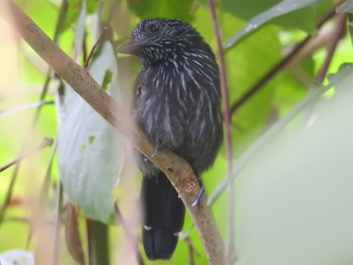 Black-hooded Antshrike - ML644603376