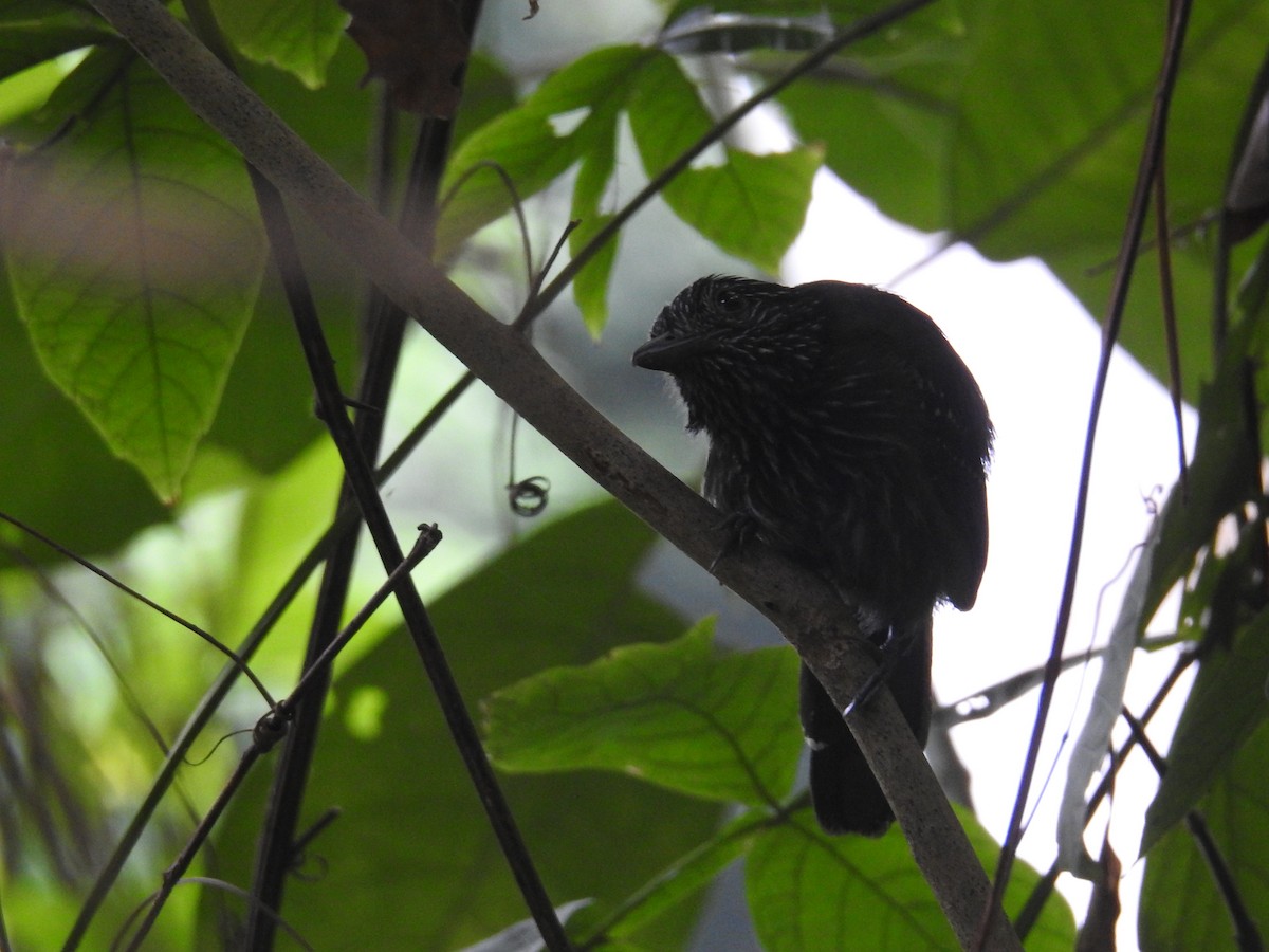 Black-hooded Antshrike - ML644603377