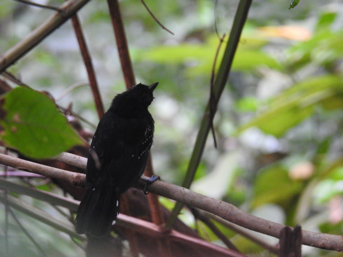 Black-hooded Antshrike - ML644603379