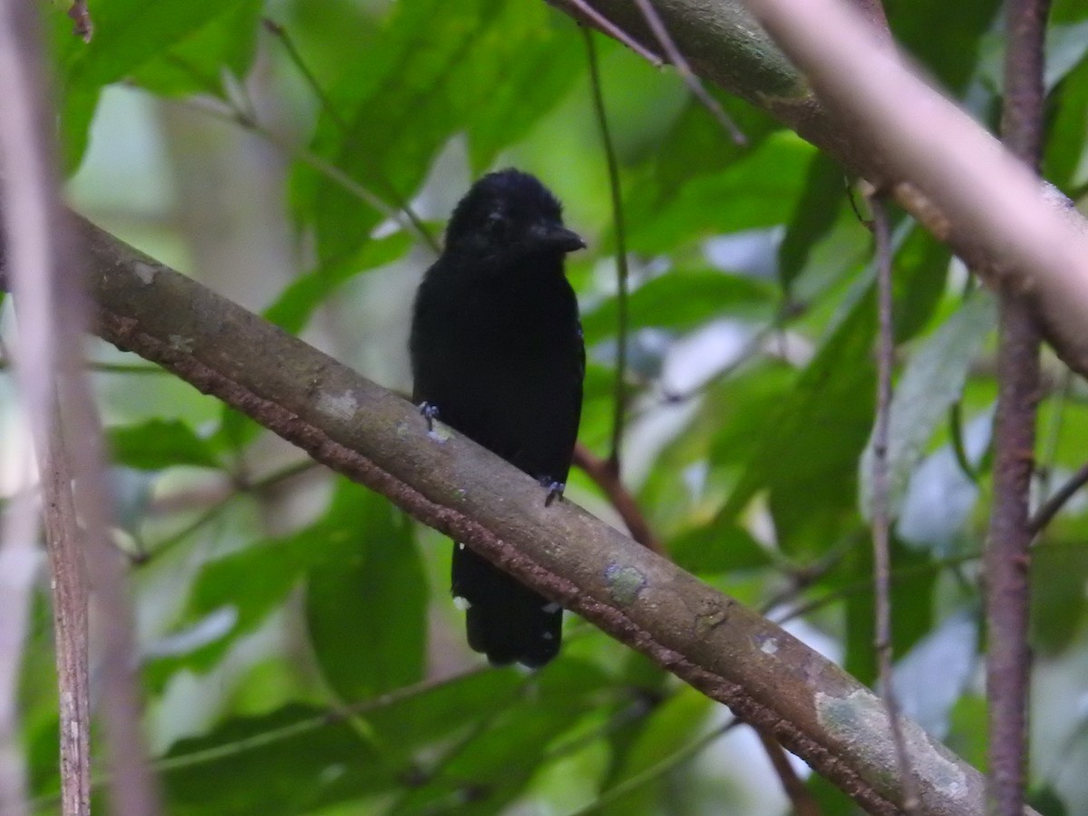 Black-hooded Antshrike - ML644603380