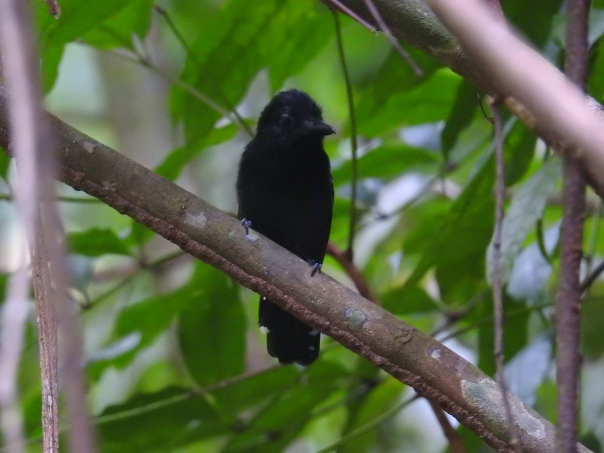 Black-hooded Antshrike - ML644603383