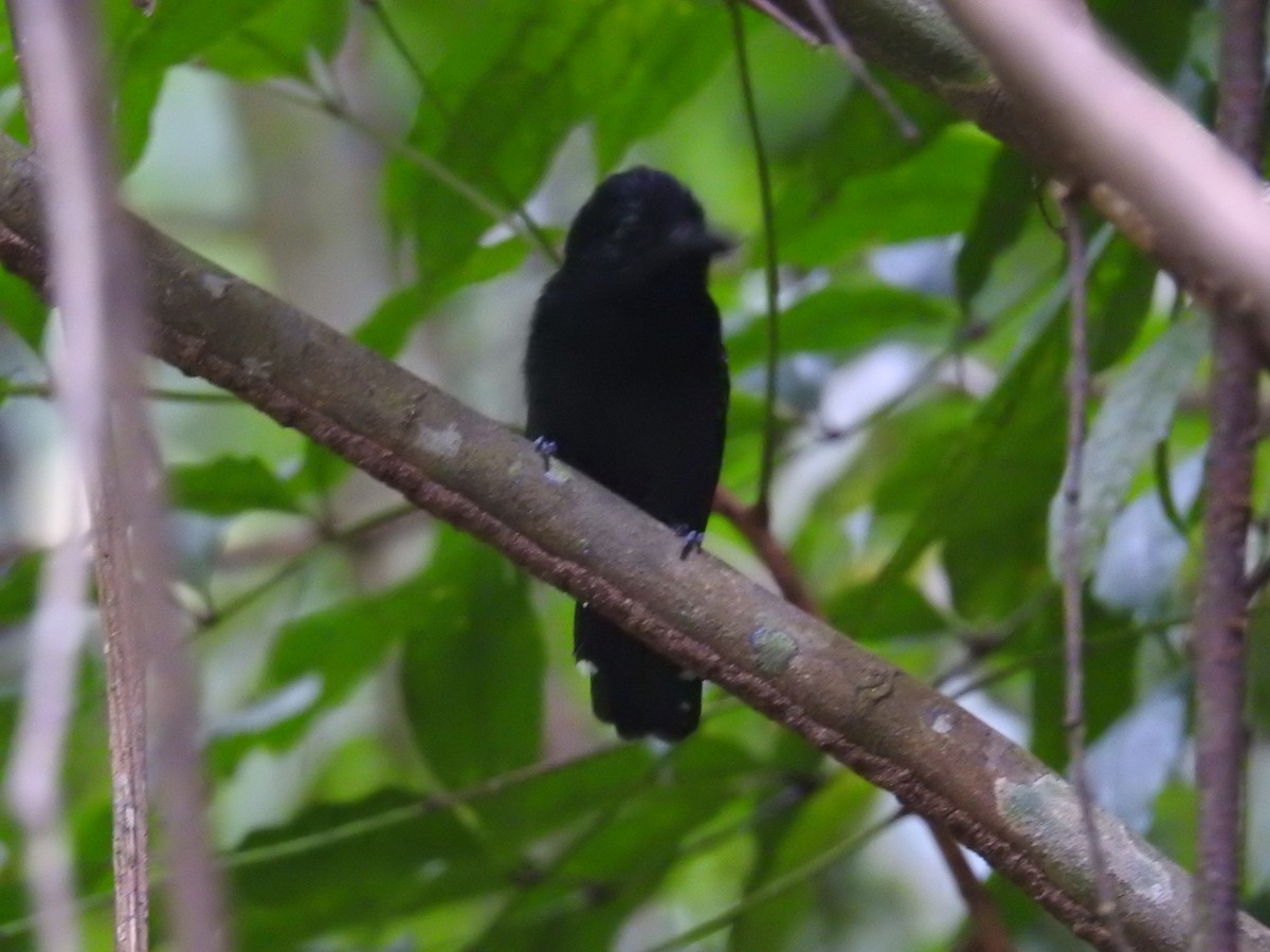 Black-hooded Antshrike - ML644603386