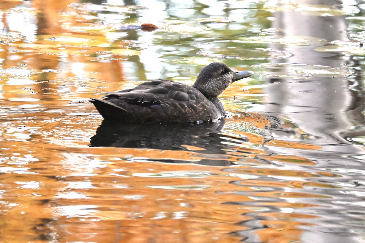 American Black Duck - ML644603390