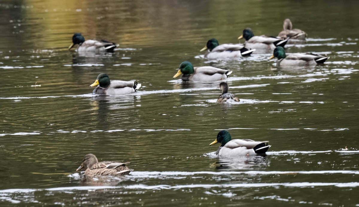 Mallard - ML644603391