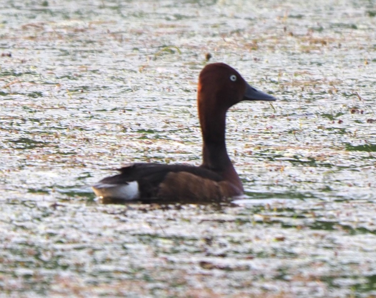 Ундар шумбуур - ML644603394