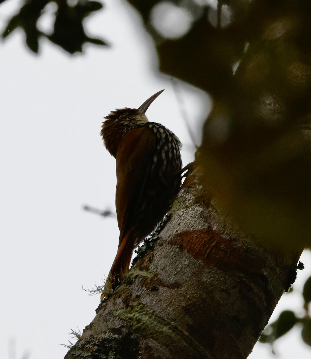 ウロコオニキバシリ - ML644603401