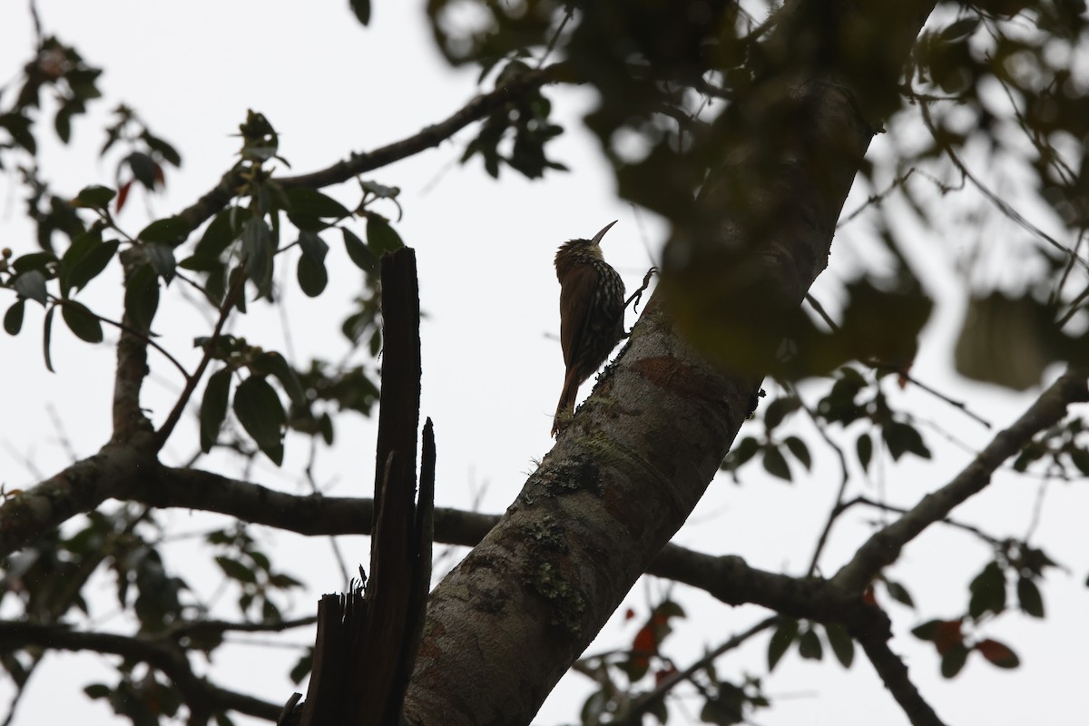 ウロコオニキバシリ - ML644603402