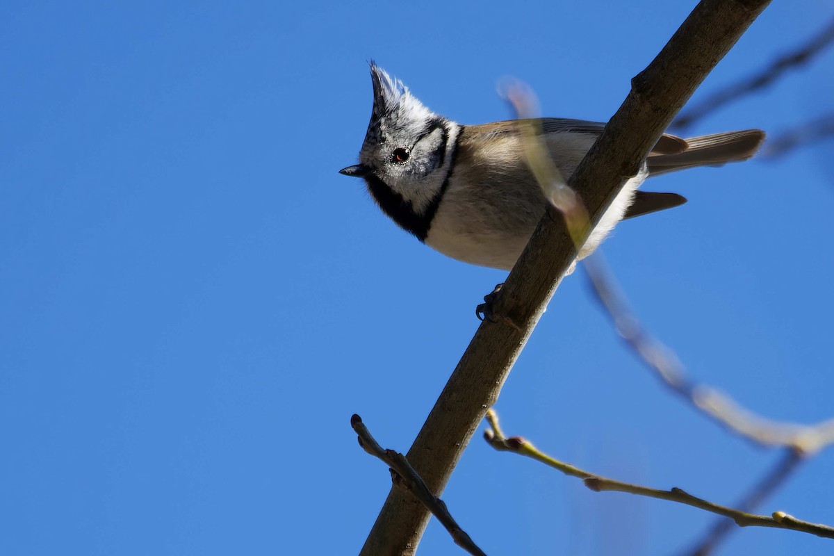 Синиця чубата - ML644603413
