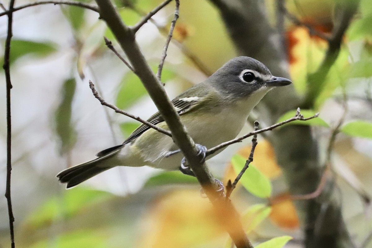 Blue-headed Vireo - ML644603415