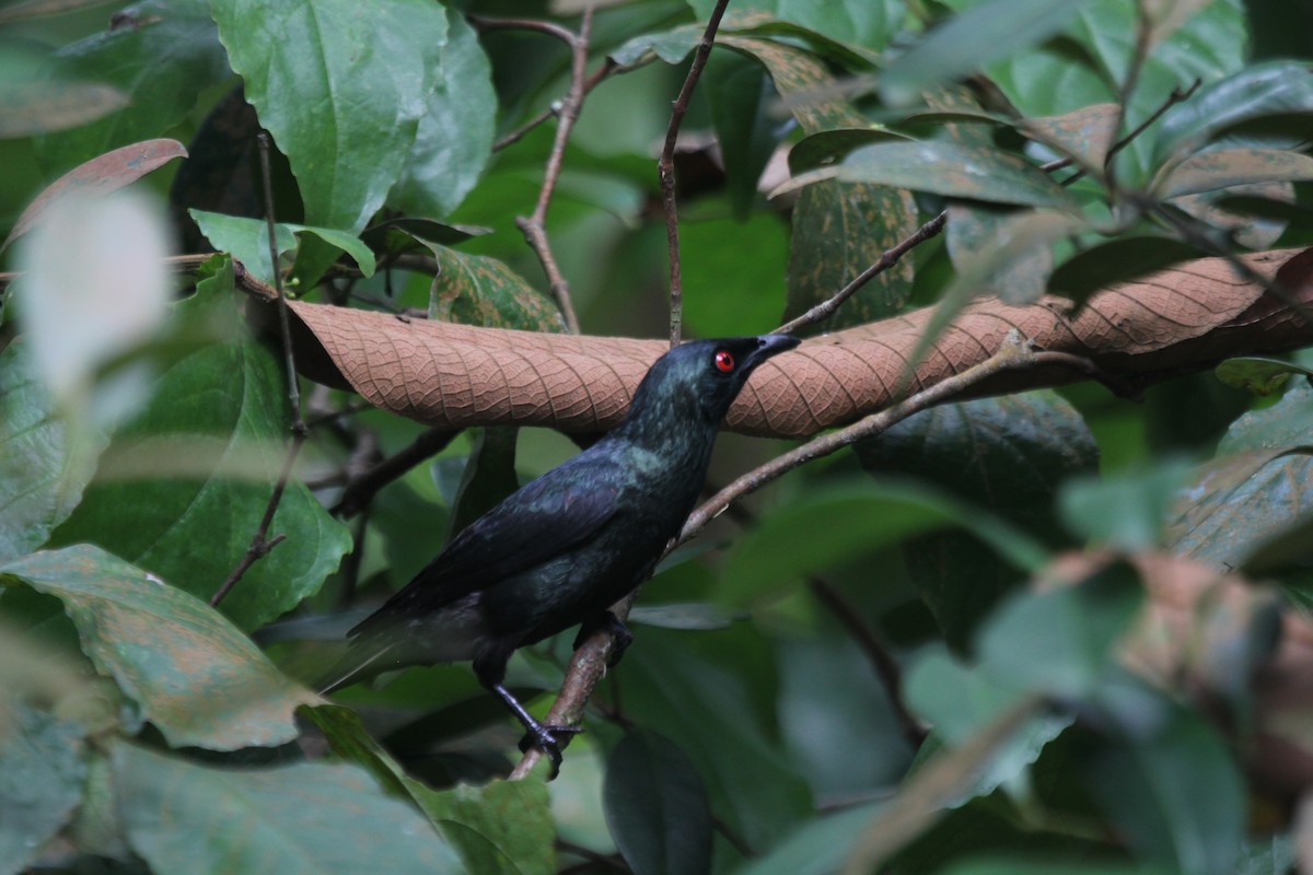 orientstær - ML644603417