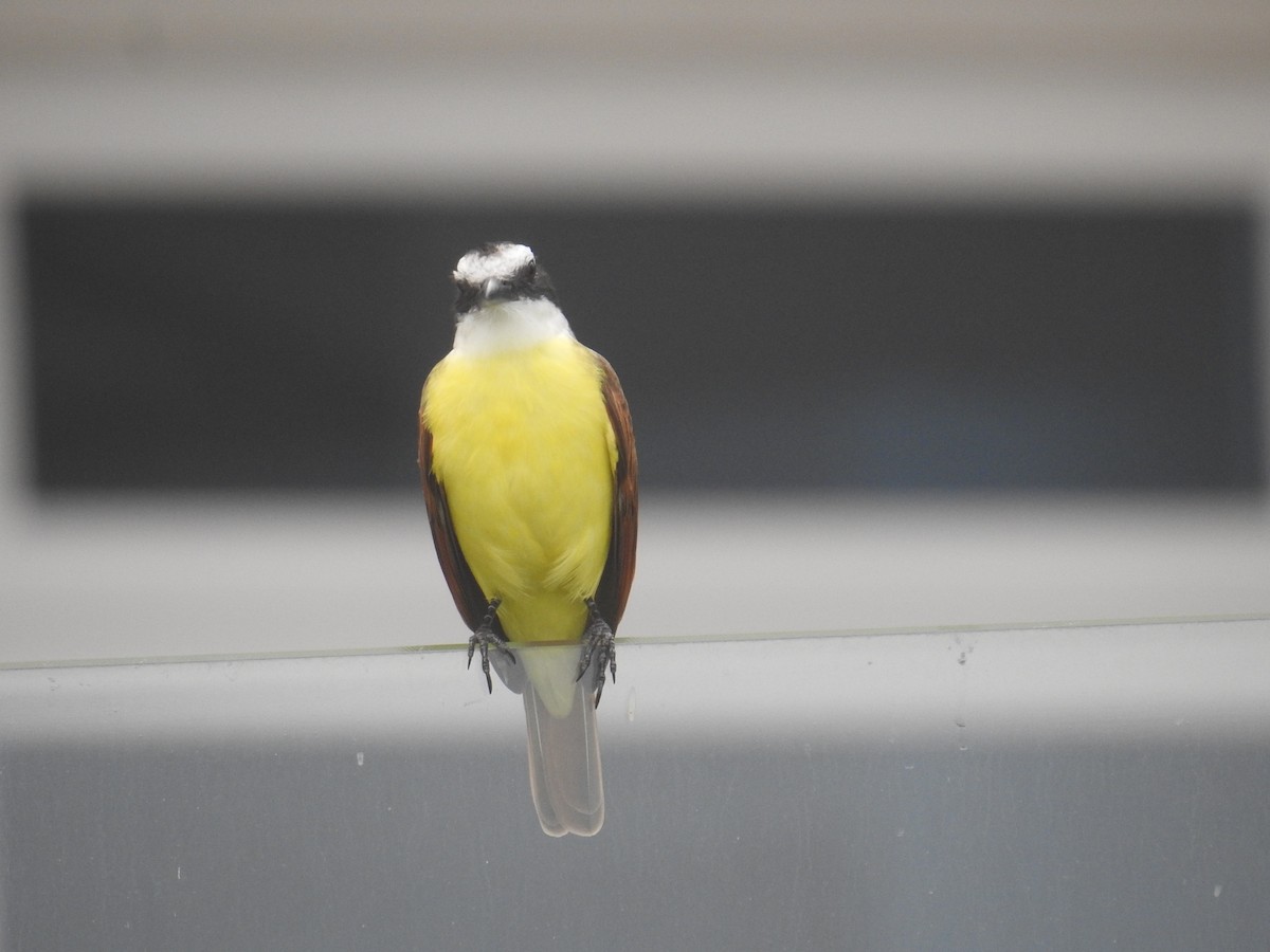 storkiskadi - ML644603421