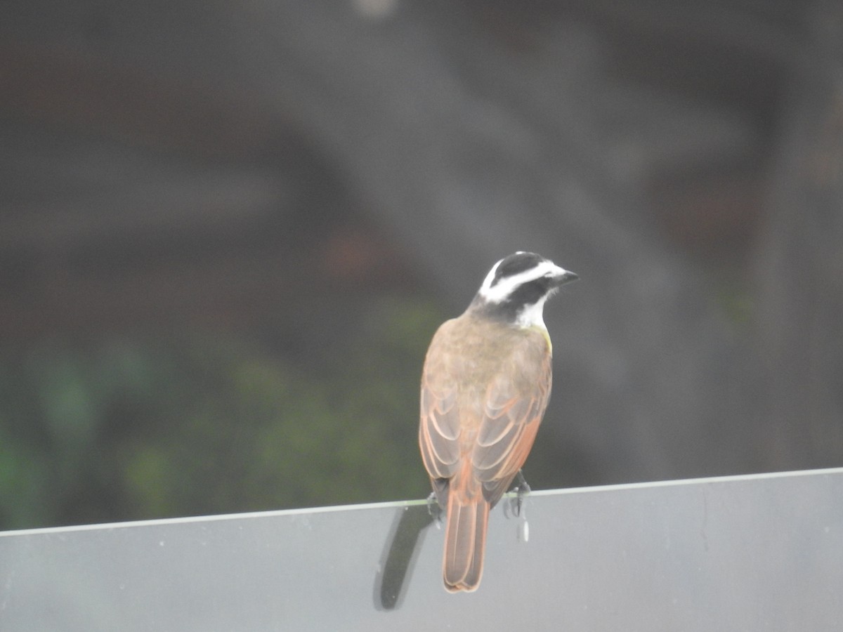 storkiskadi - ML644603422