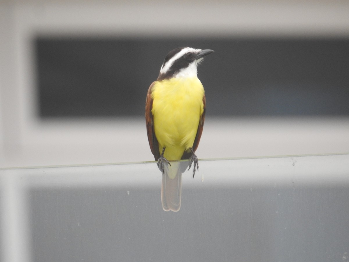 storkiskadi - ML644603423