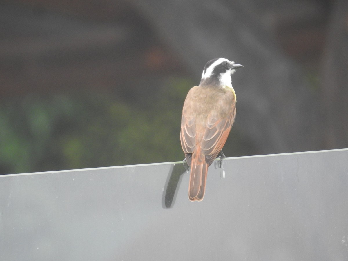 storkiskadi - ML644603424