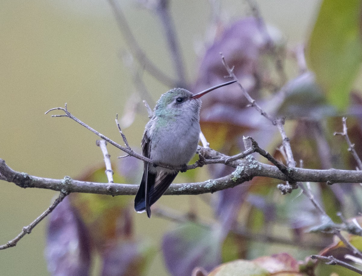 Broad-billed Hummingbird - Patrick Shure