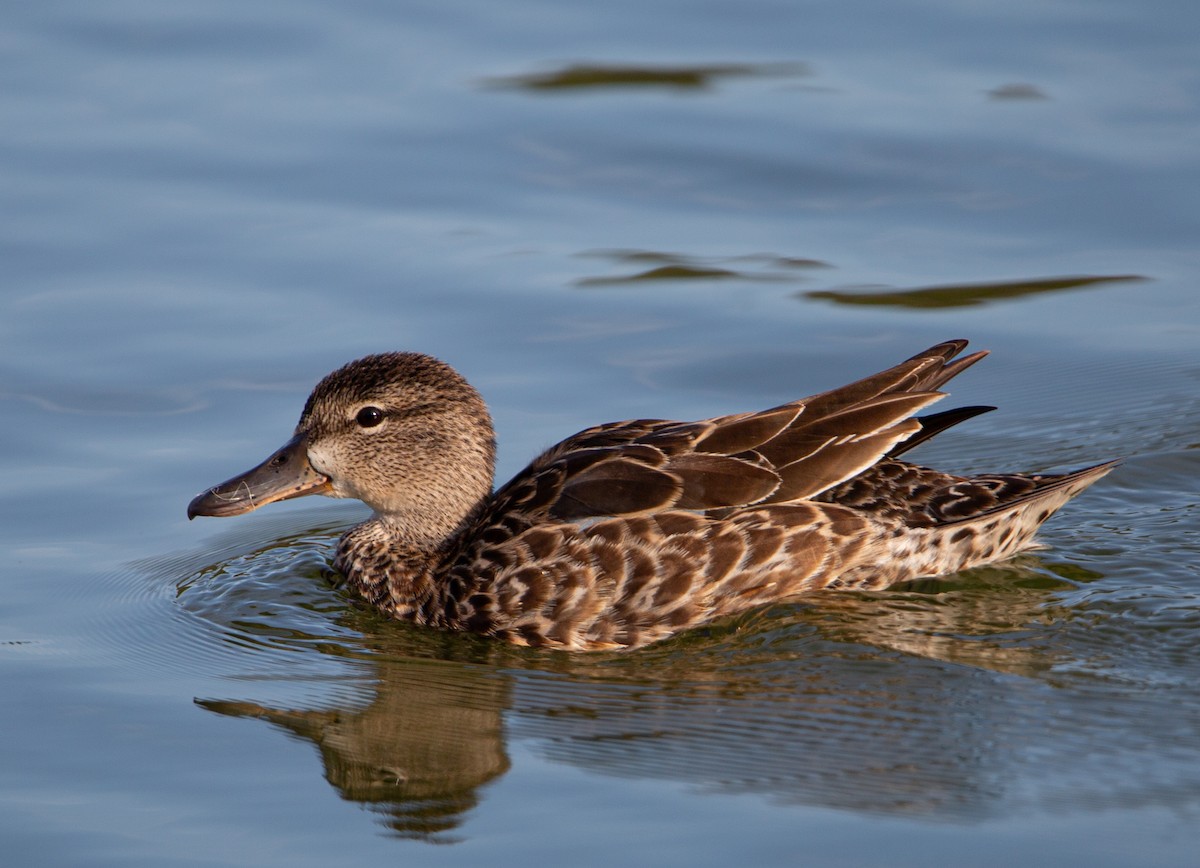 ミカヅキシマアジ - ML644603446