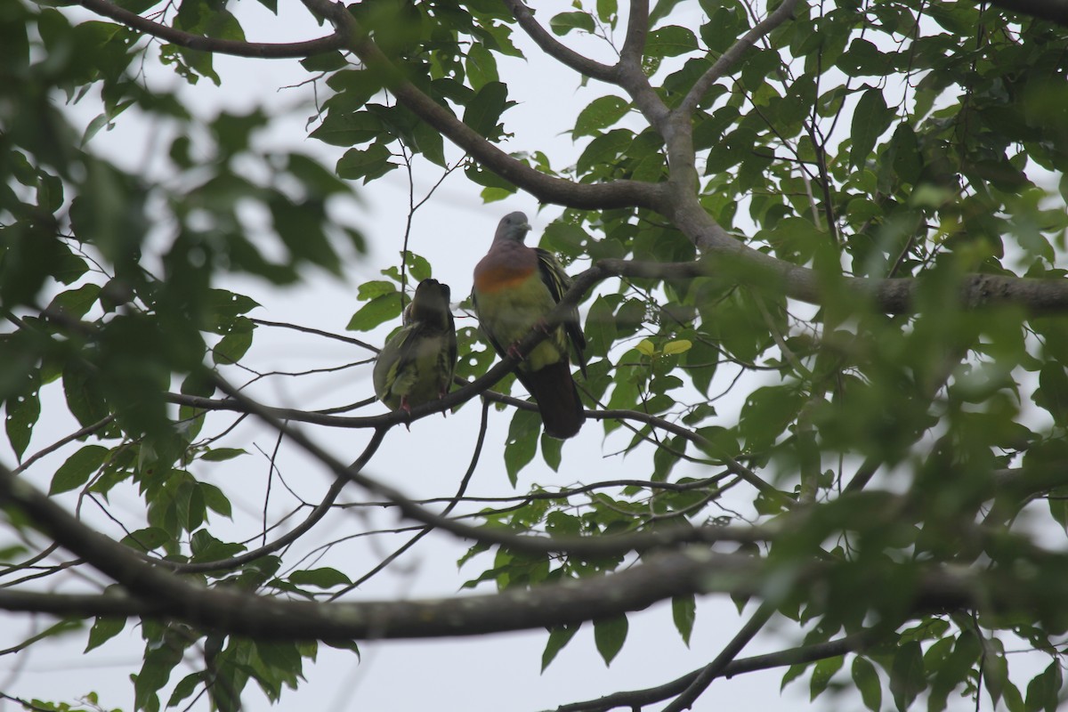 palettgrønndue - ML644603448