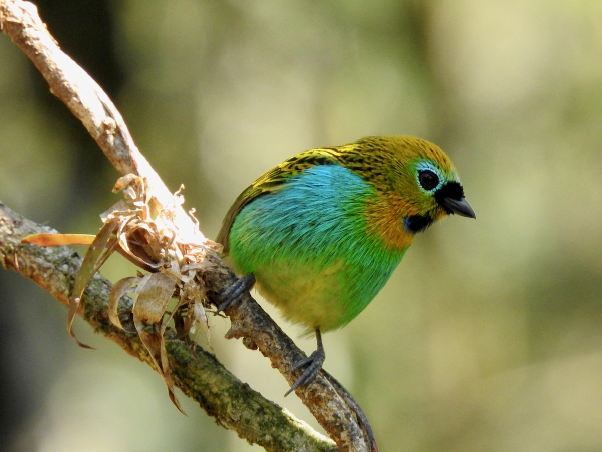 Gilt-edged Tanager - ML644603450