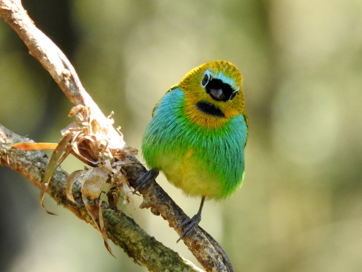 Gilt-edged Tanager - ML644603452