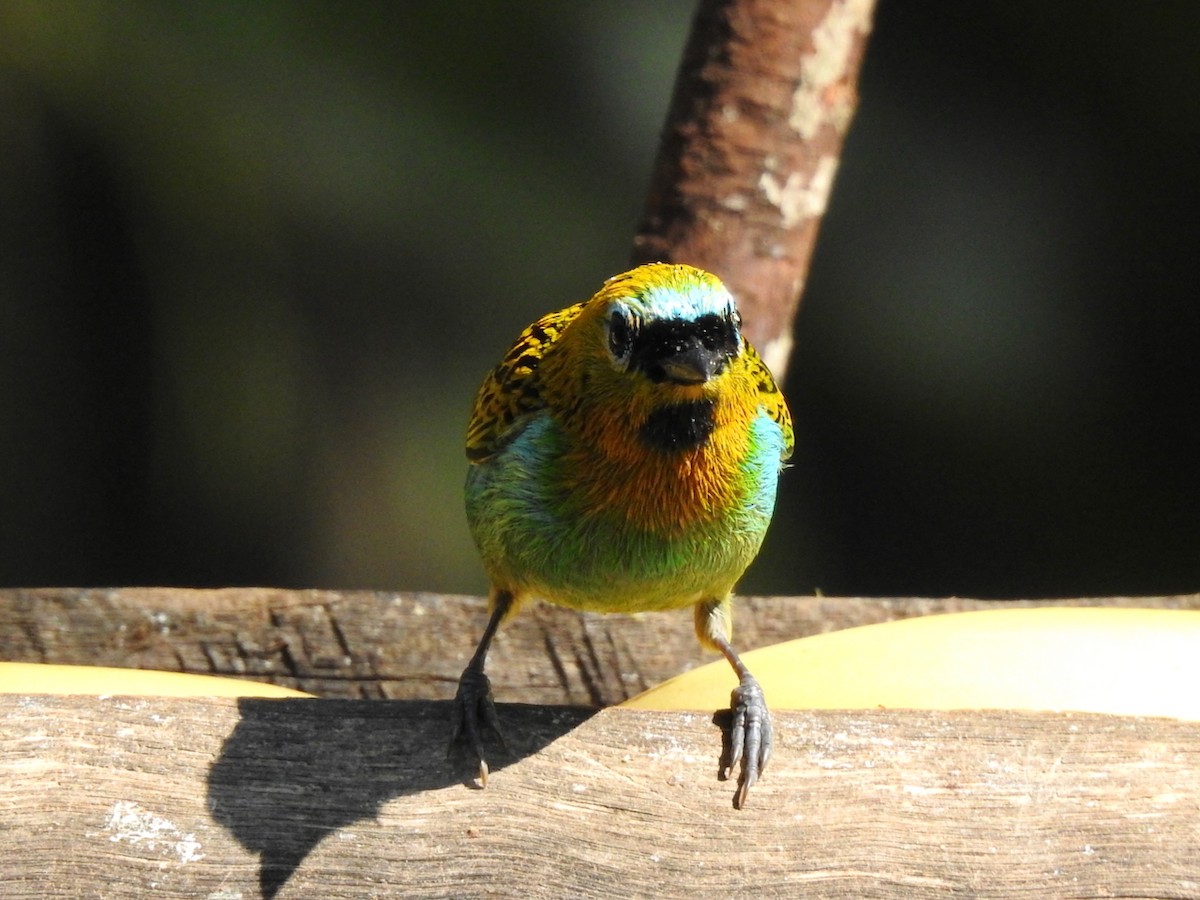 Gilt-edged Tanager - ML644603453